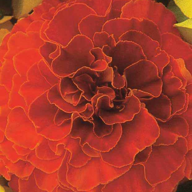 Nelkenwurz Solar Red F1 - Tagetes patula nana solar red f1 - Bakker