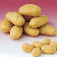 Kartoffel ‘Caesar’ (x25) - Bakker