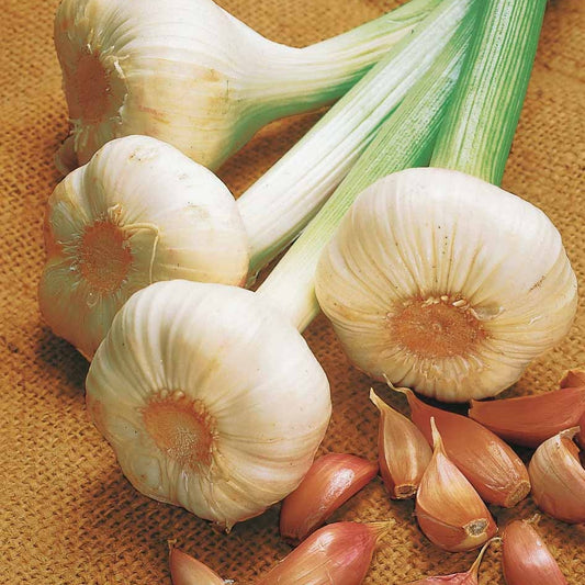 Rosa Knoblauch Flavor - Bakker