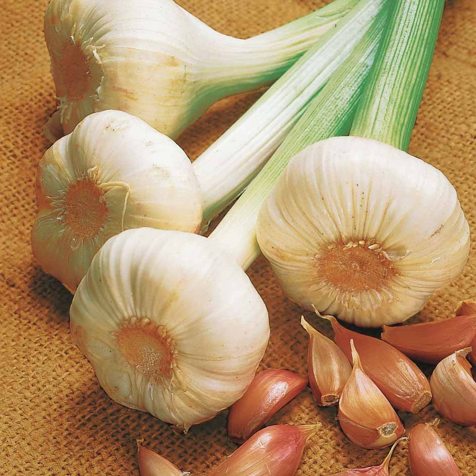 Rosa Knoblauch Flavor - Bakker