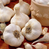 Knoblauch ‘Messidrôme’ - Bakker