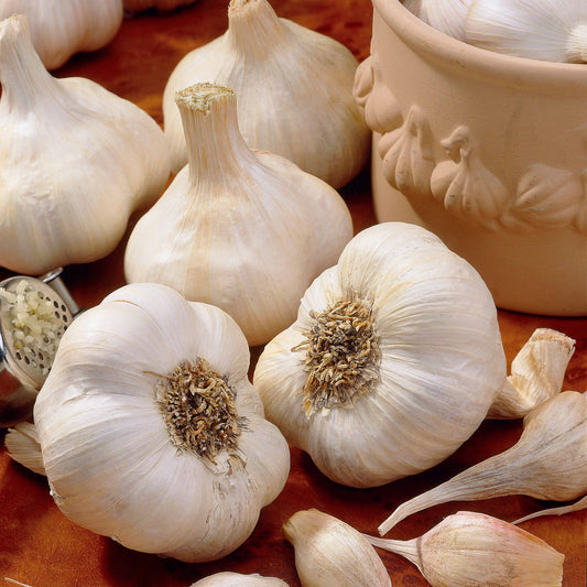 Knoblauch ‘Messidrôme’ - Bakker