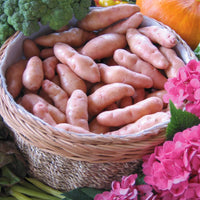 Solanum tuberosum corne de gatte (pinkfir apple) - Kartoffel ‘Corne de Gatte’ / ‘Pink Fir Apple’ (x25) - Kartoffelpflanzen
