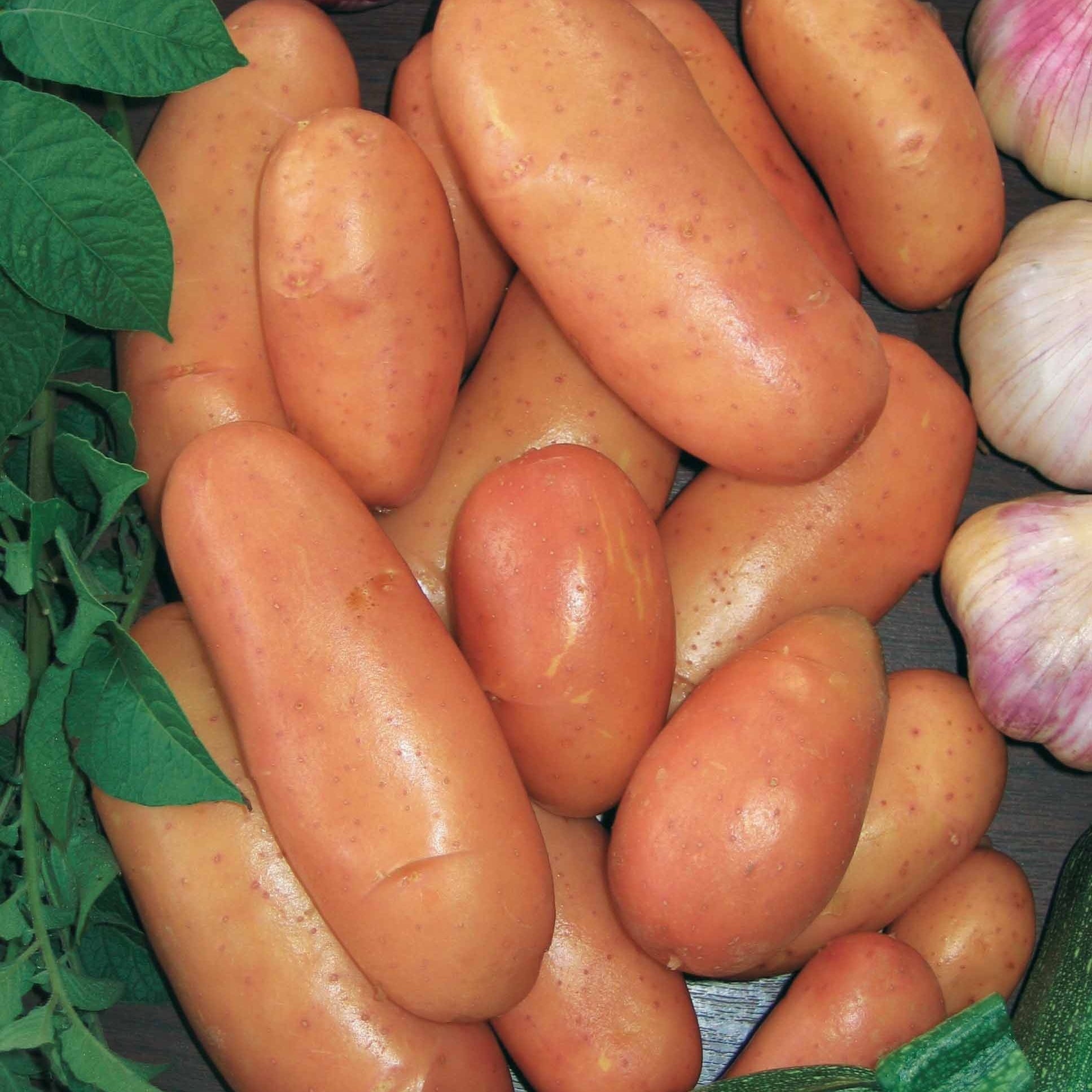 Solanum tuberosum rose de france (cirielle) - Kartoffel ‘Rose de France’ - Kartoffelpflanzen