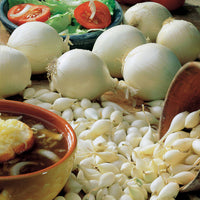 Allium cepa snowball - Weiße Steckzwiebel Snowball - Zwiebelzwiebeln