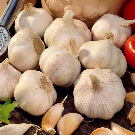 Knoblauch ‘Thérador’ - Bakker