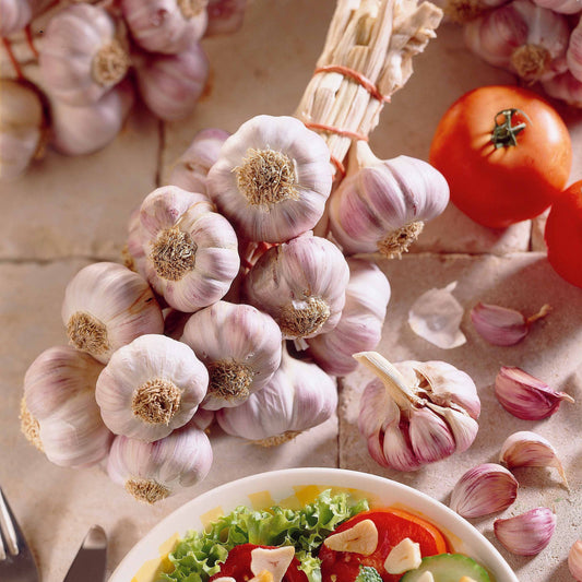 Knoblauch ‘Germidour’ - Bakker