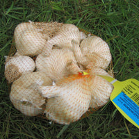 Knoblauch ‘Germidour’ - Allium sativum germidour - Bakker
