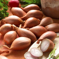 Griselle-Schalotten - Bakker