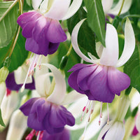 Fuchsia blue sarah - Fuchsie Blue Sarah (x3) - Fuchsien