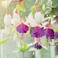 Fuchsie Blue Sarah (x3) - Fuchsia blue sarah - Bakker