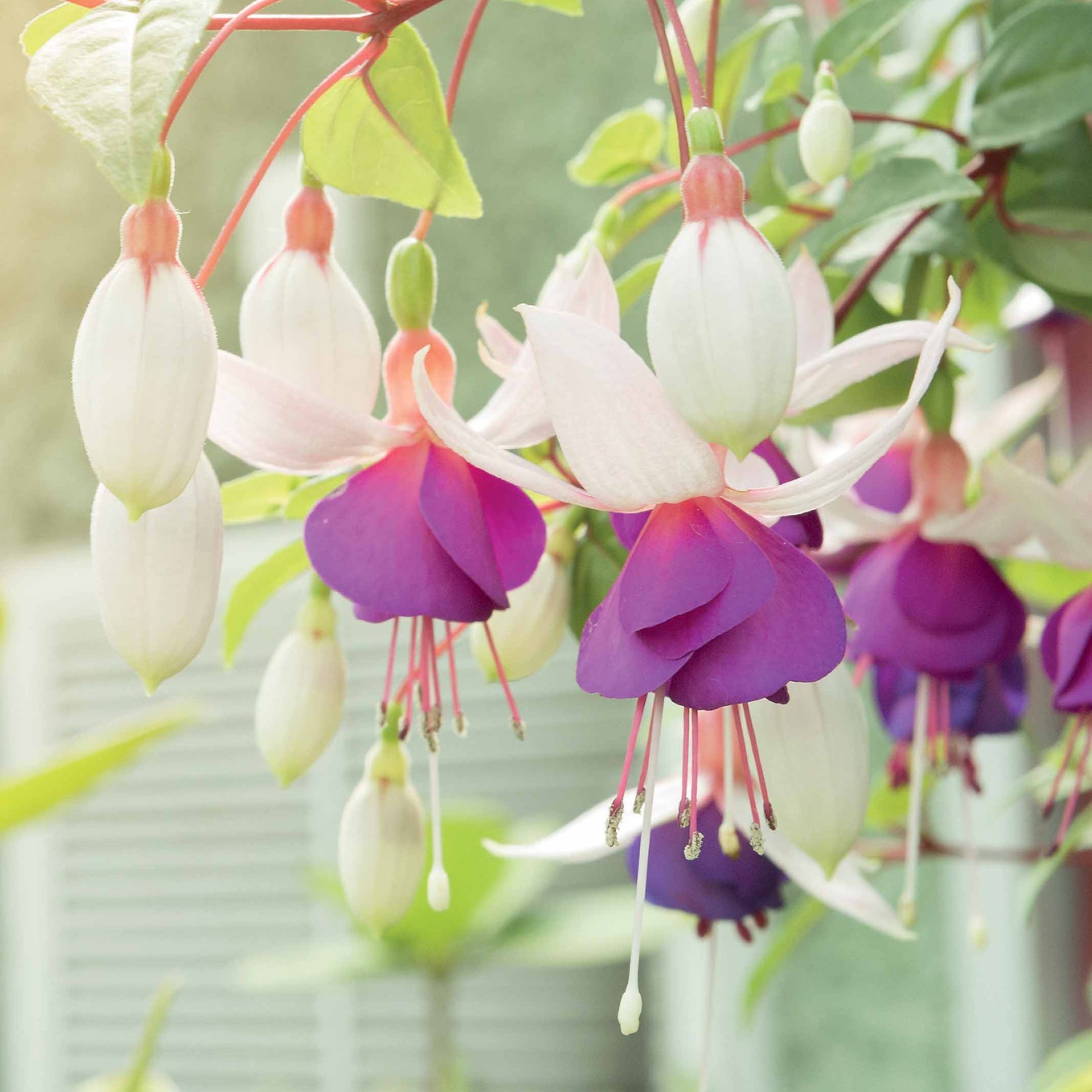 Fuchsie Blue Sarah (x3) - Fuchsia blue sarah - Bakker