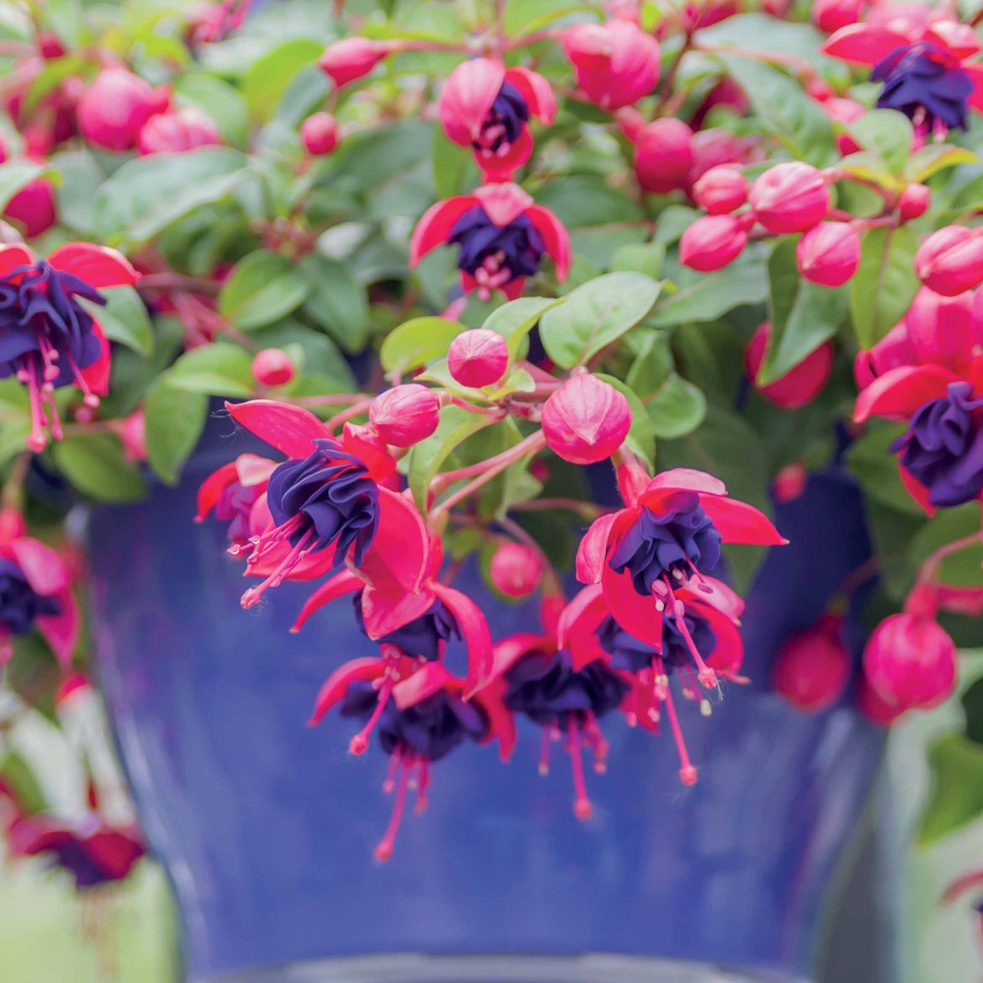 Hängende Fuchsien Dark Eyes (x3) - Fuchsia dark eyes - Bakker