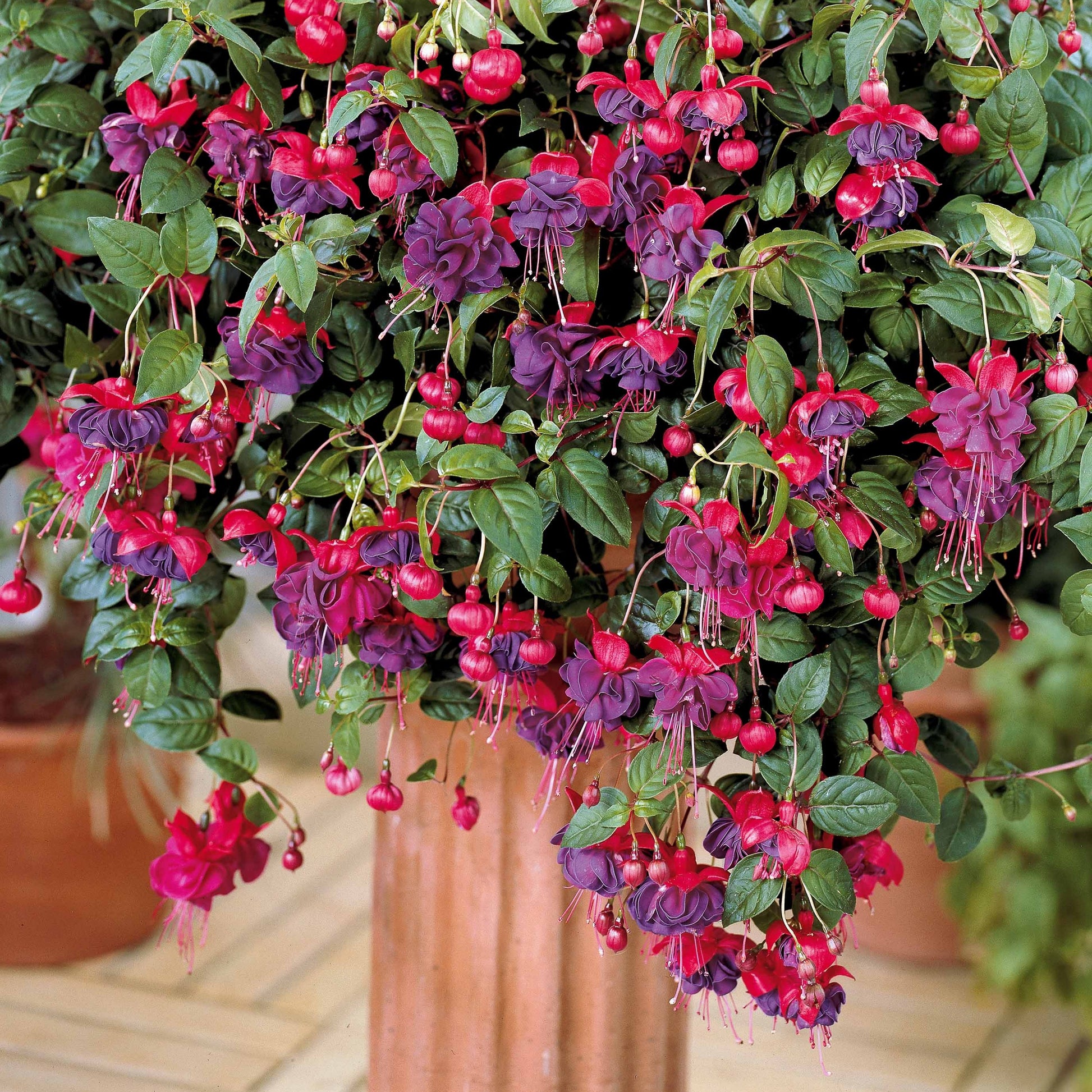 Fuchsien - Hängende Fuchsien Dark Eyes (x3) - Fuchsia dark eyes