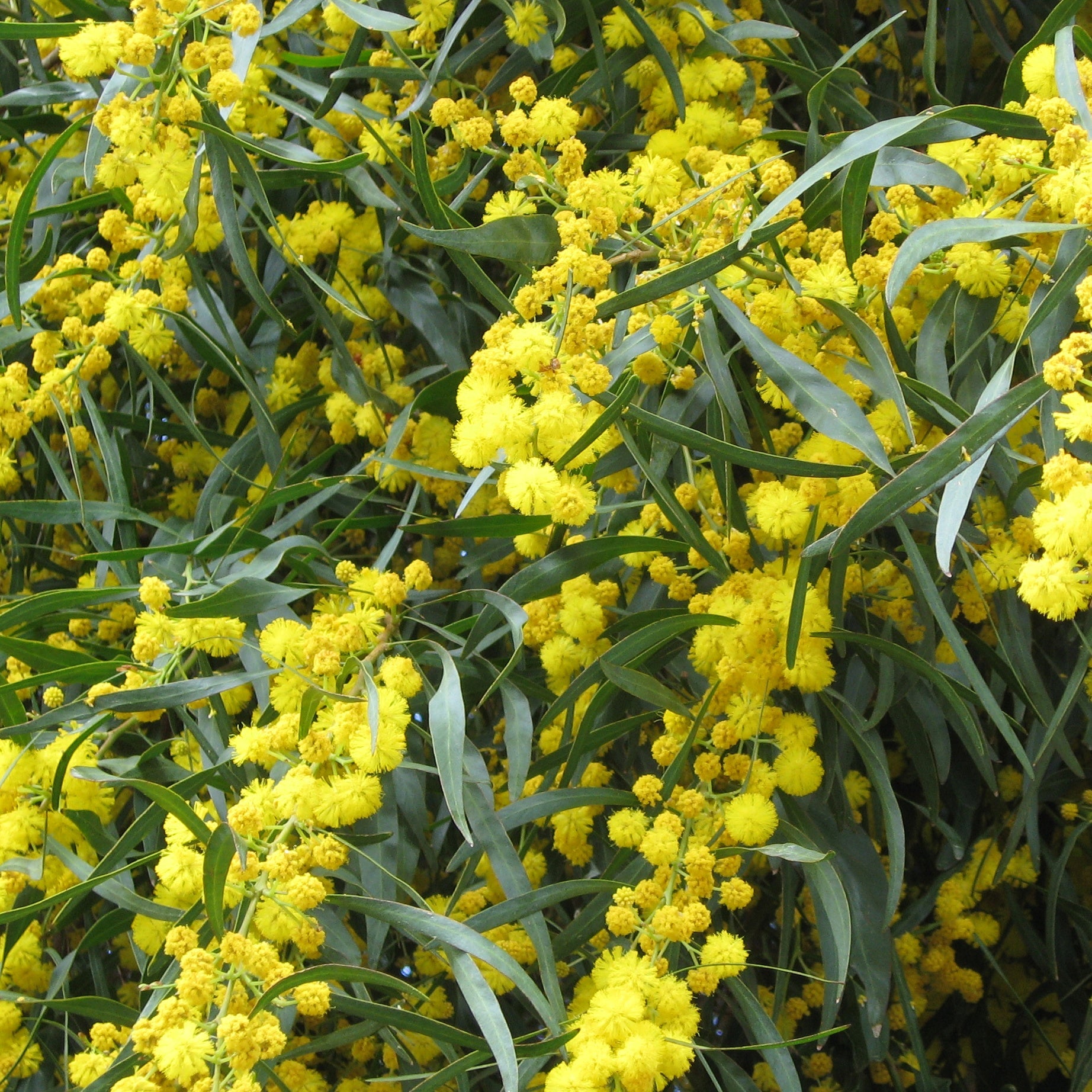 Vier-Jahreszeiten-Mimose - Bakker