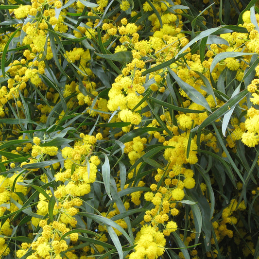 Vier-Jahreszeiten-Mimose - Bakker