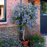 Enzianstrauch - Lycianthes rantonnetii - Bakker