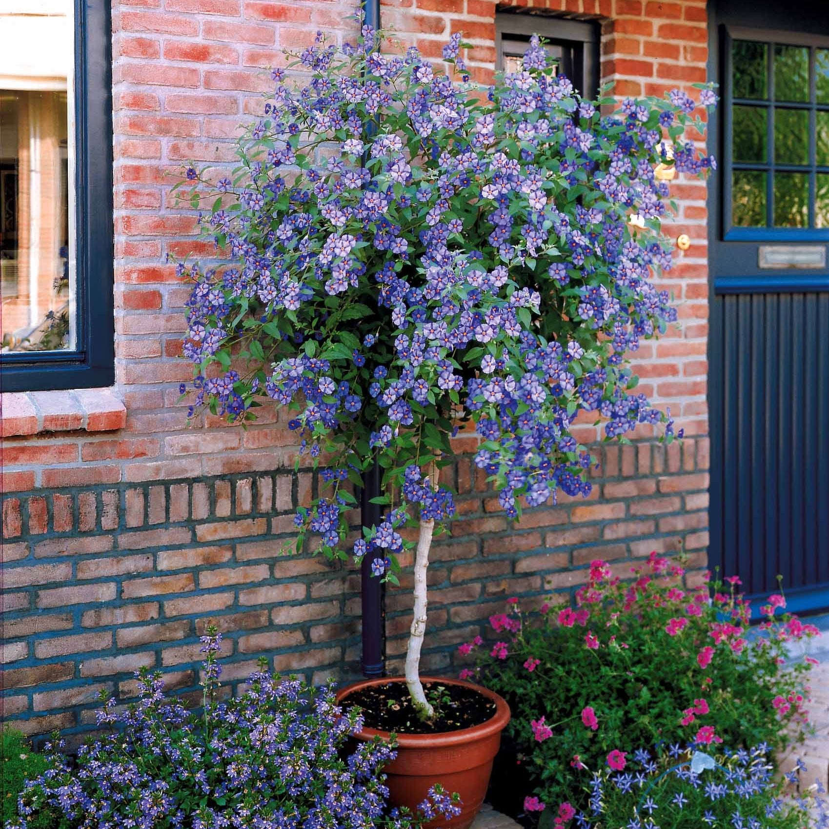Enzianstrauch - Lycianthes rantonnetii - Bakker