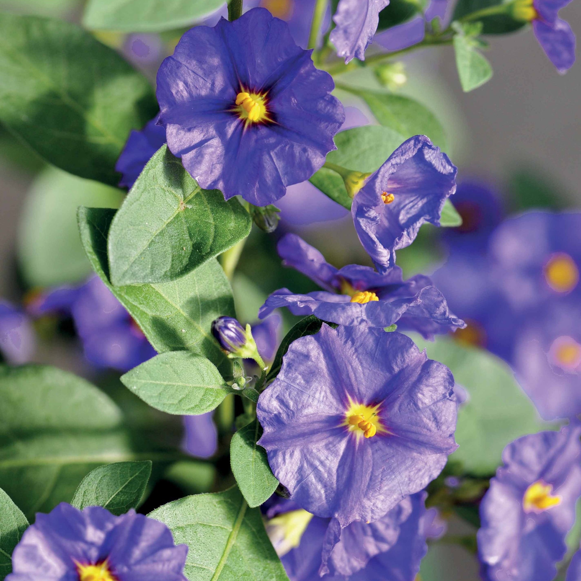 Balkonsträucher - Enzianstrauch - Lycianthes rantonnetii