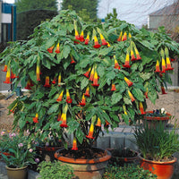 Engelstrompete rot-gelb - Brugmansia - Bakker