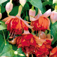 Hängende Fuchsien Bicentennial (x3) - Fuchsia bicentennial - Bakker