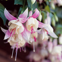 Fuchsie Annabel (x3) - Fuchsia annabel - Bakker