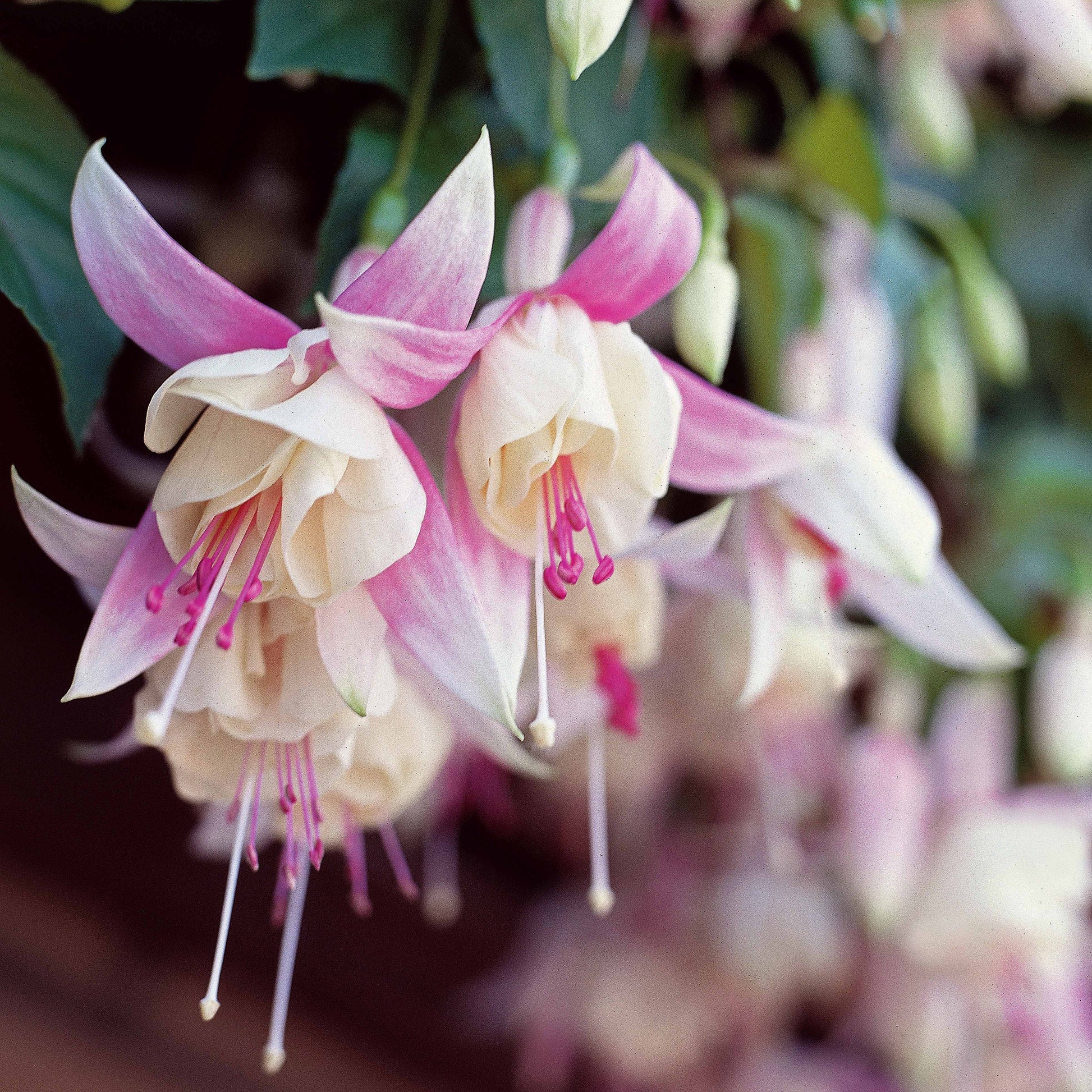 Fuchsie Annabel (x3) - Fuchsia annabel - Bakker