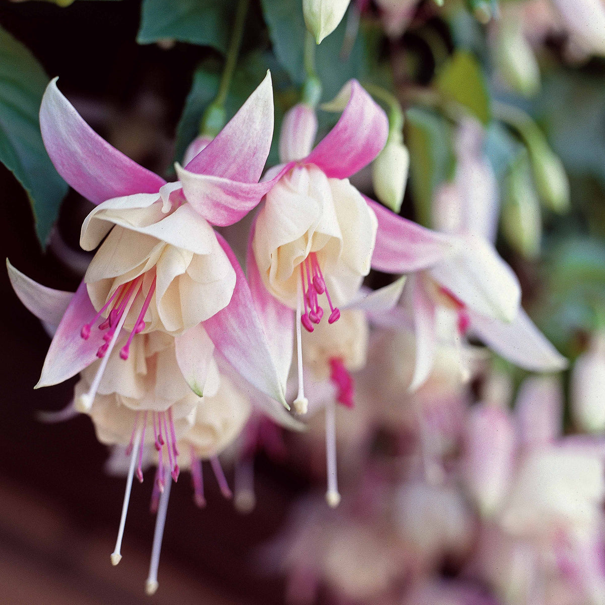 Fuchsie Annabel (x3) - Fuchsia annabel - Bakker
