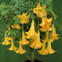 Engelstrompete gelb - Brugmansia - Bakker