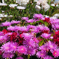 Lampranthus aurantiacus - Mittagblume violett - Beetpflanzen
