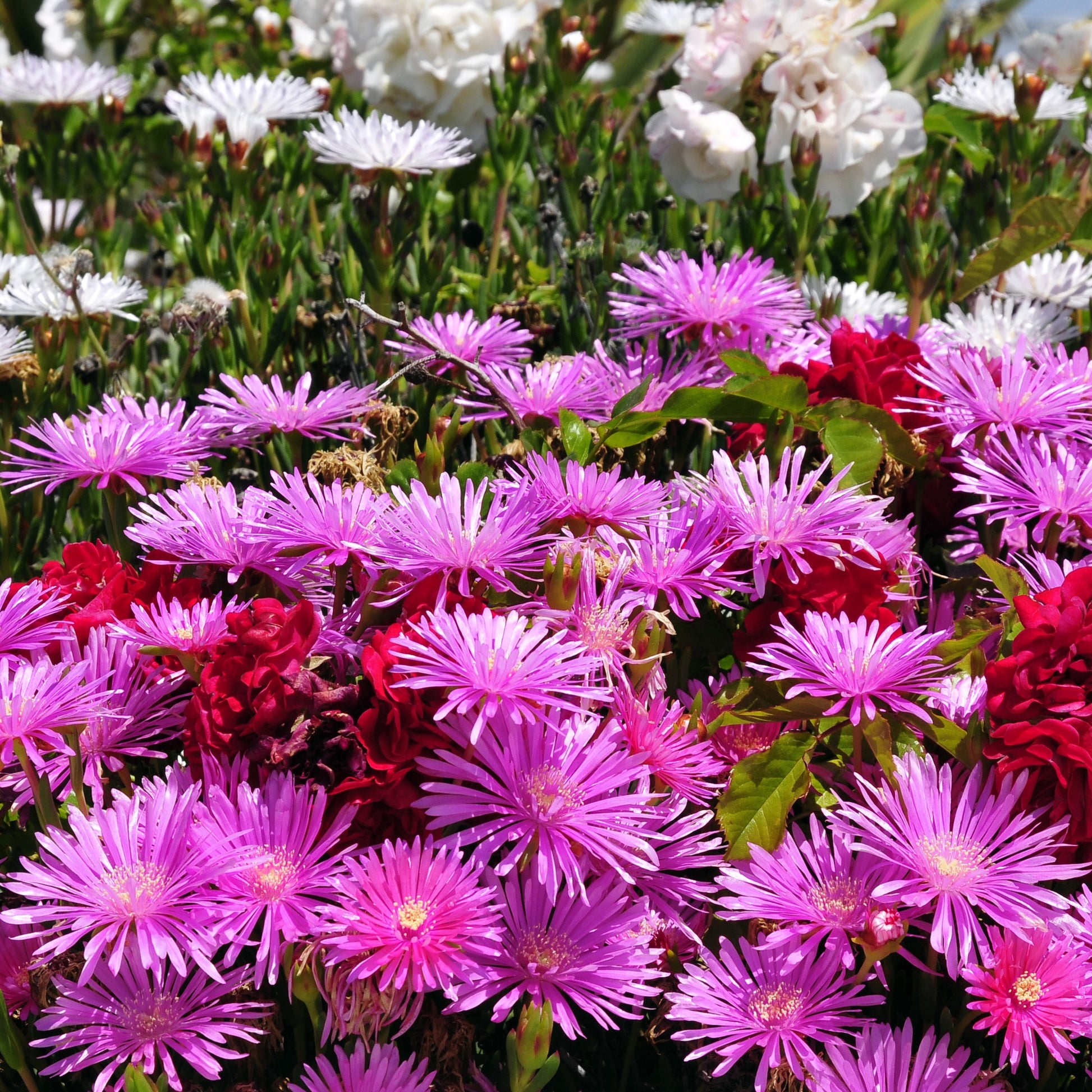 Lampranthus aurantiacus - Mittagblume violett - Beetpflanzen