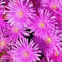 Mittagblume violett - Lampranthus aurantiacus - Bakker