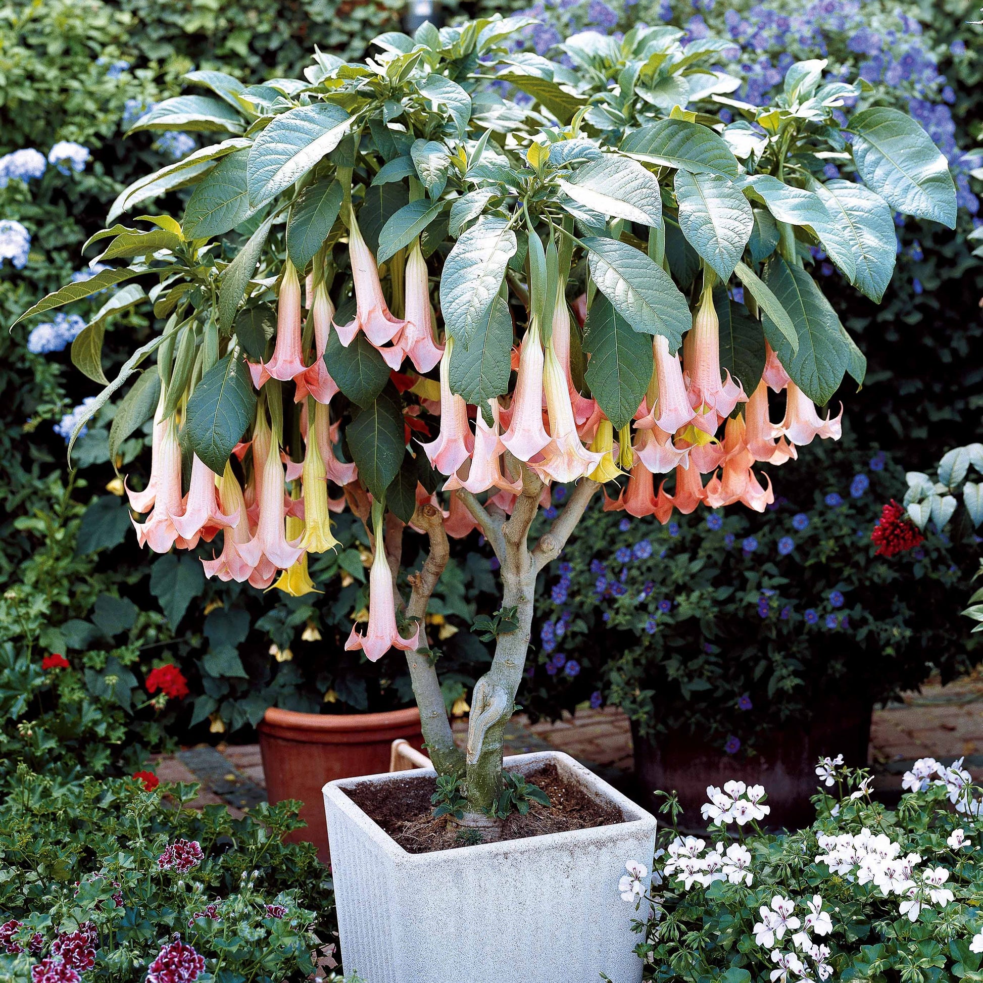Engelstrompeten Exotic Pink - Brugmansia Exotic Pink - Bakker