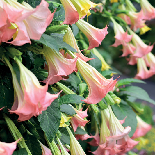 Engelstrompeten Exotic Pink - Bakker