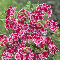 Duftgeranie Pansy (x3) - Pelargonium pansy - Bakker