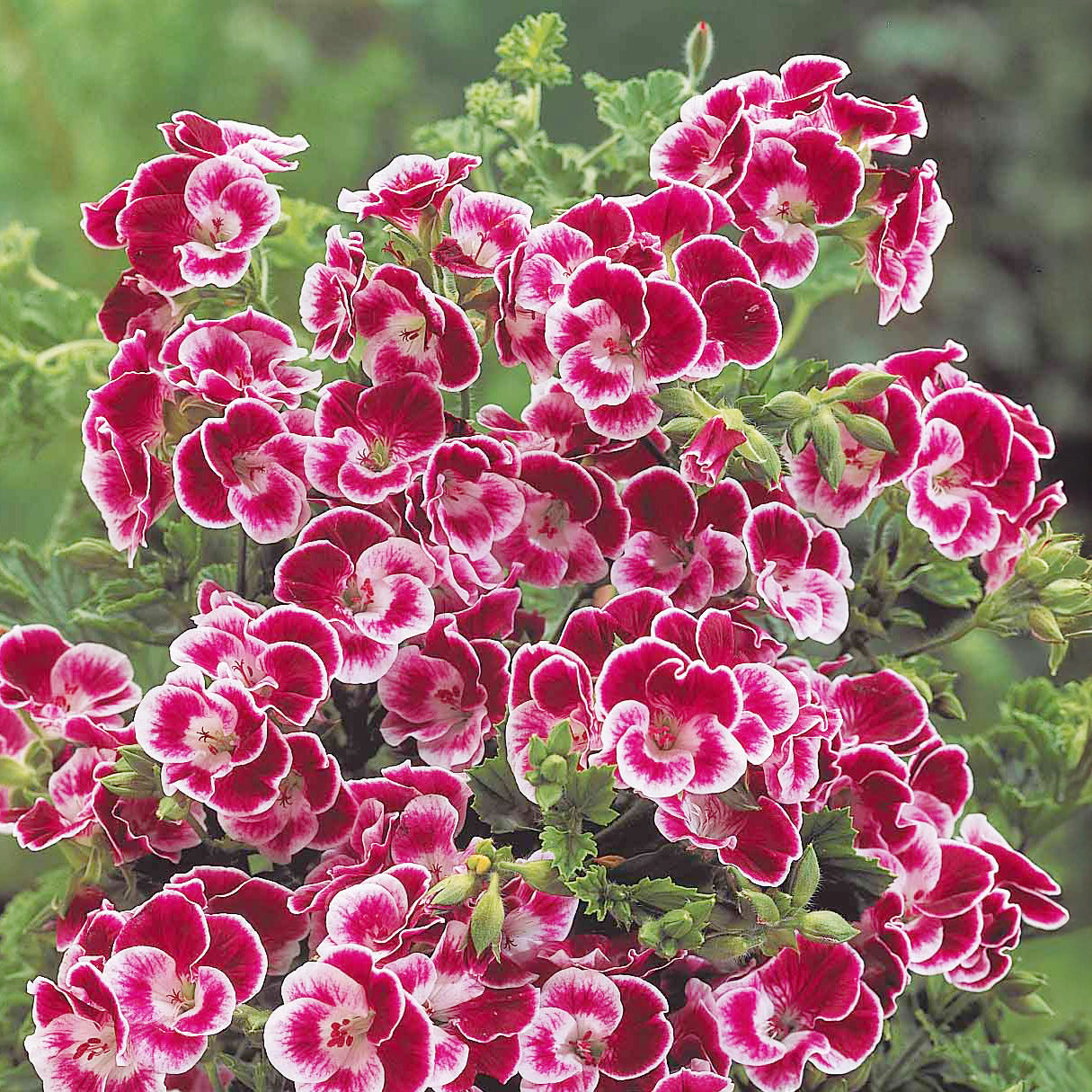 Duftgeranie Pansy (x3) - Pelargonium pansy - Bakker