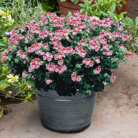Geranien - Pelargonien - Duftgeranie Pansy (x3) - Pelargonium pansy