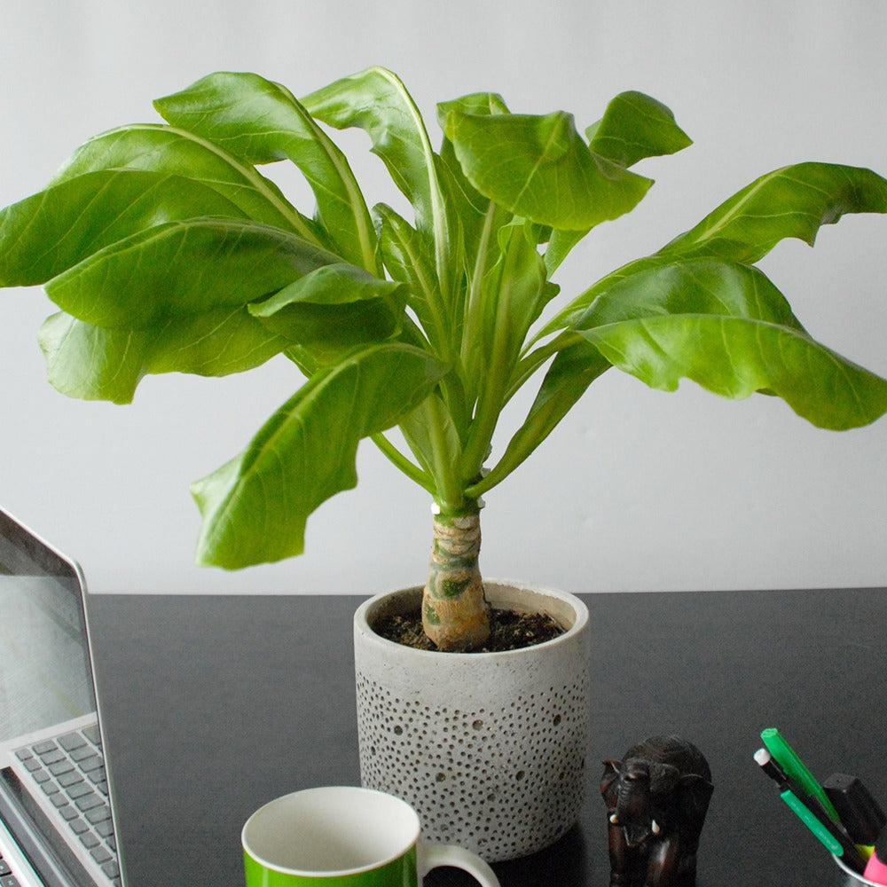 Hawaiipalme - Brighamia insignis kirsten