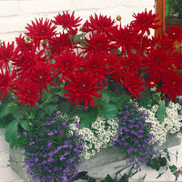 Dahlia Red Pigmy - Dahlie Red Pigmy (x3) - Dahlien-Zwiebeln