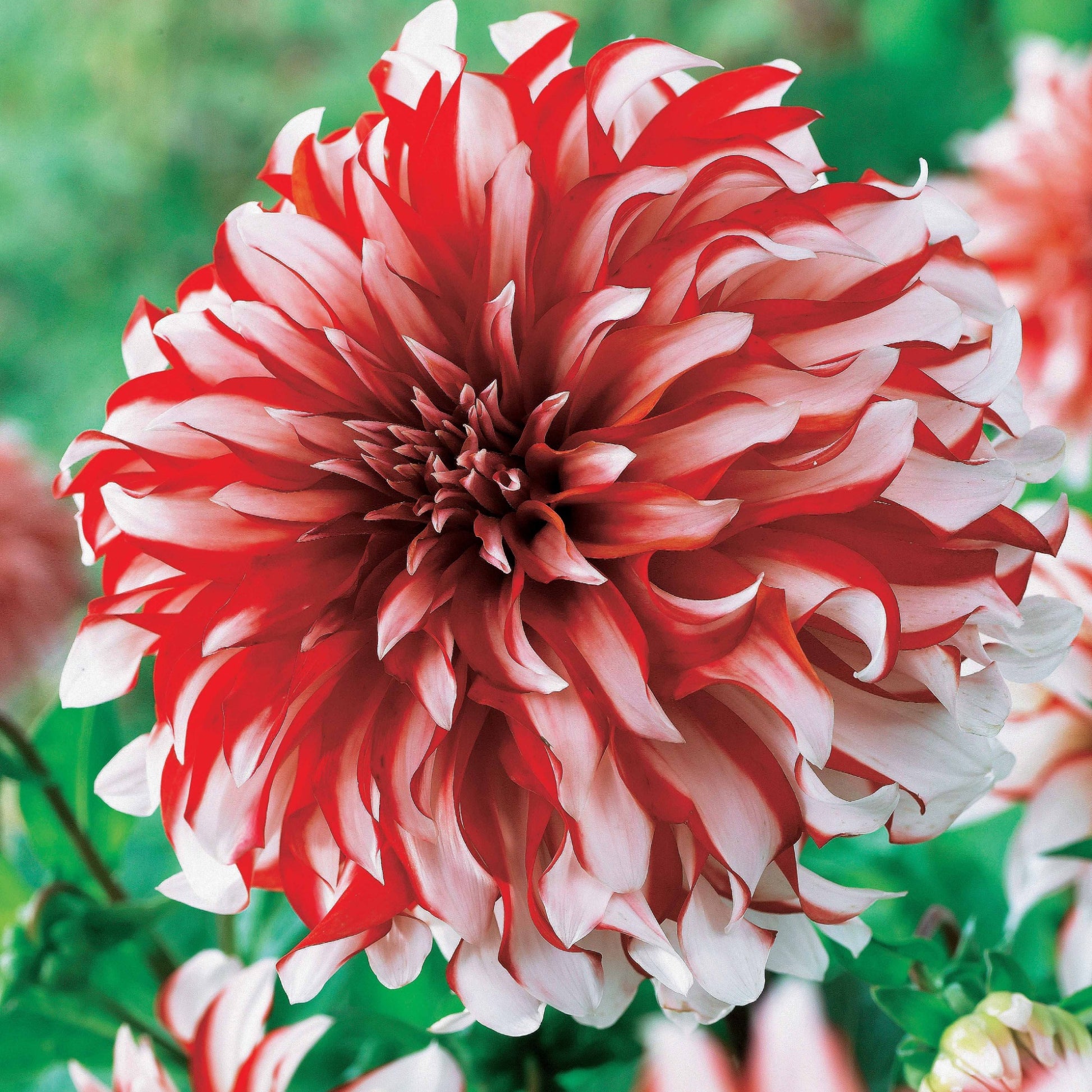 Dahlien Santa Claus (x3) - Dahlia santa claus - Bakker