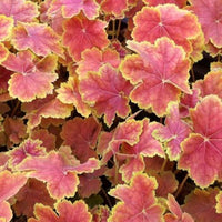 Heuchera Tiramisu - Heuchera Tiramisu - Bakker