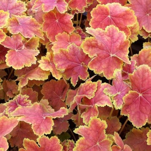 Heuchera Tiramisu - Heuchera Tiramisu - Bakker