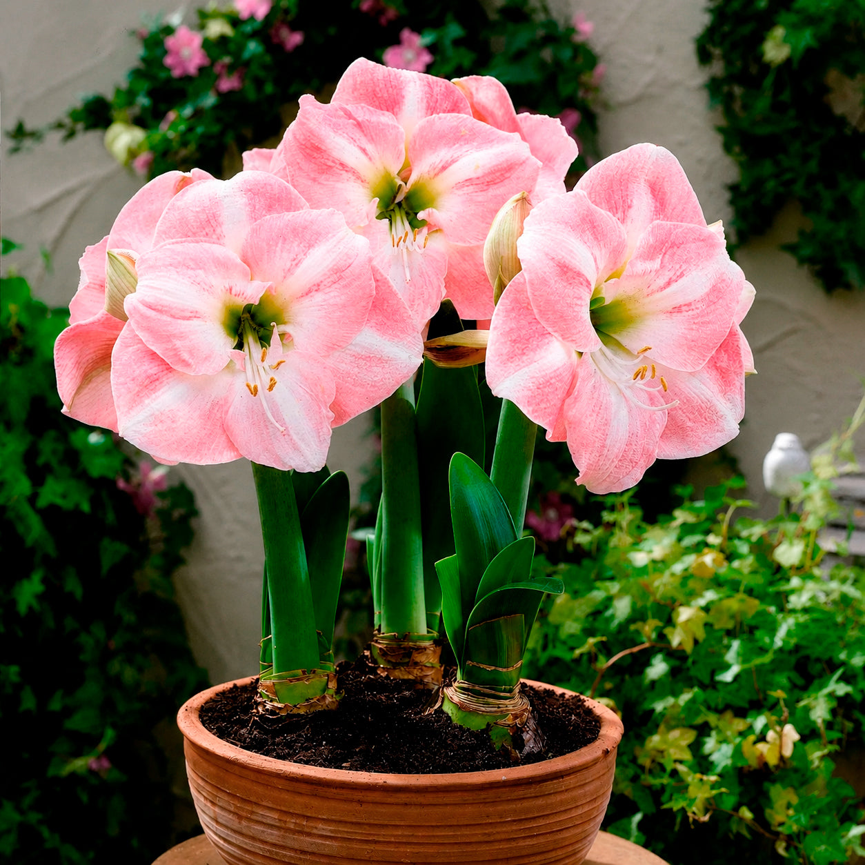 Amaryllis Angelique - Amaryllis angelique - Bakker