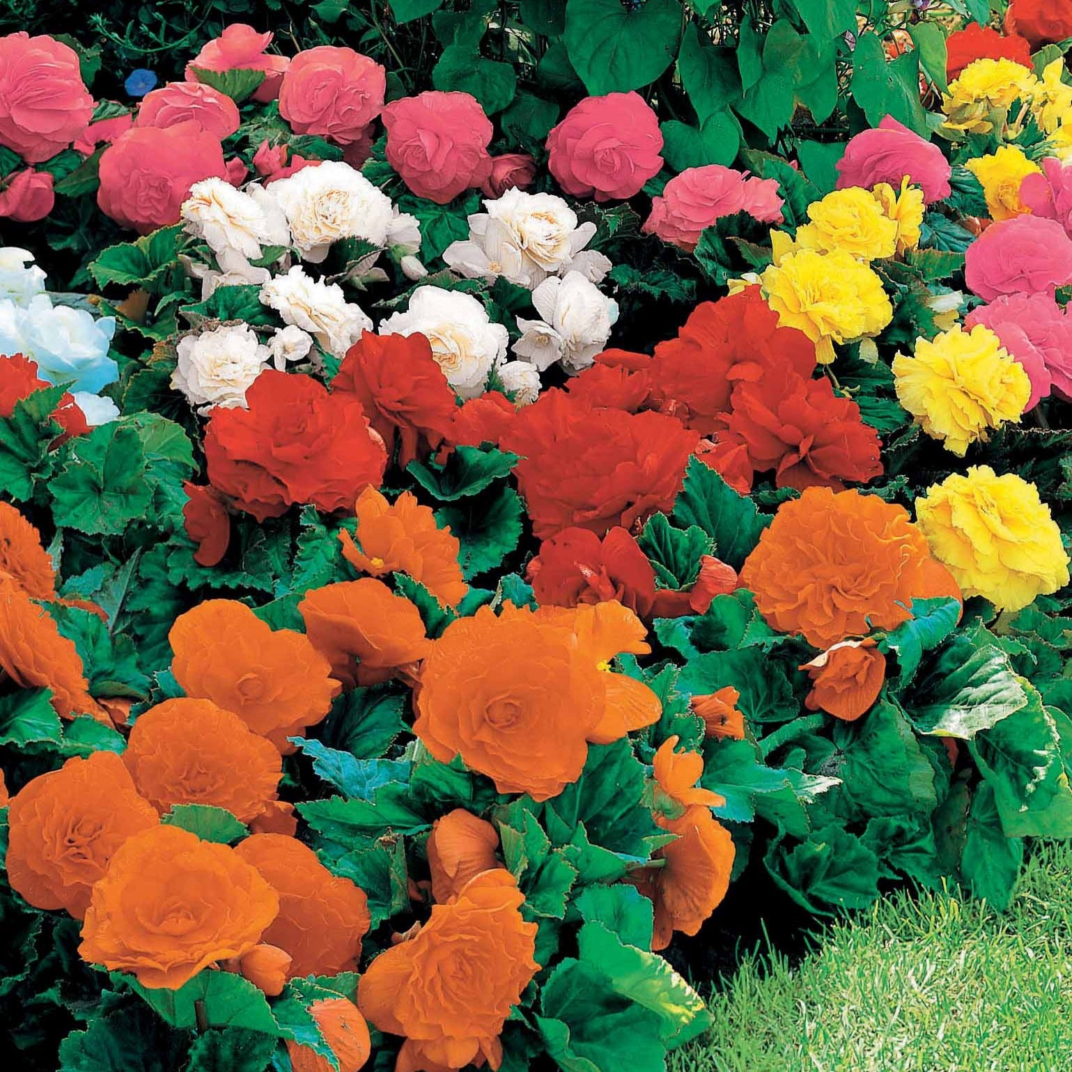 Begonien Mischung Non Stop (gelb, rot, rosa, weiß) (x16) - Begonia multiflora non stop - Bakker