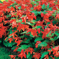 Begonie Tanais (x2) - Begonia bertinii tanaïs - Bakker