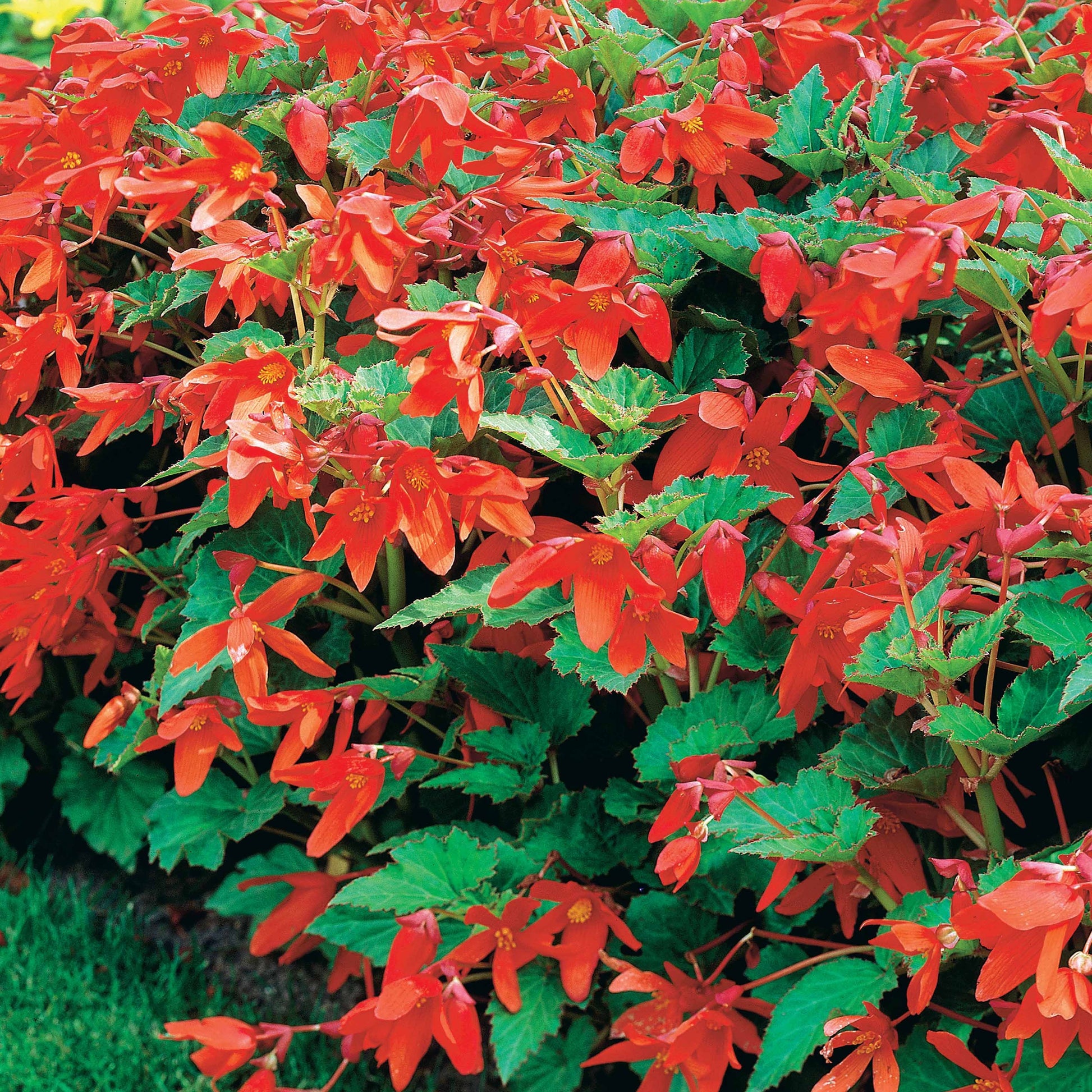 Begonie Tanais (x2) - Begonia bertinii tanaïs - Bakker