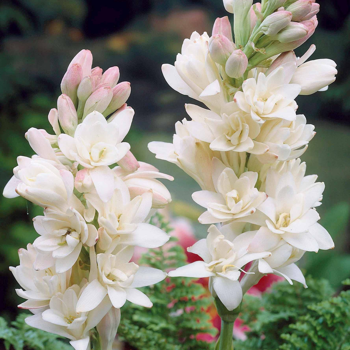 Tuberose The Pearl (x3) - Bakker