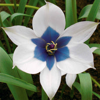 Tulpe Alba Coerulea Oculata (x4) - Bakker