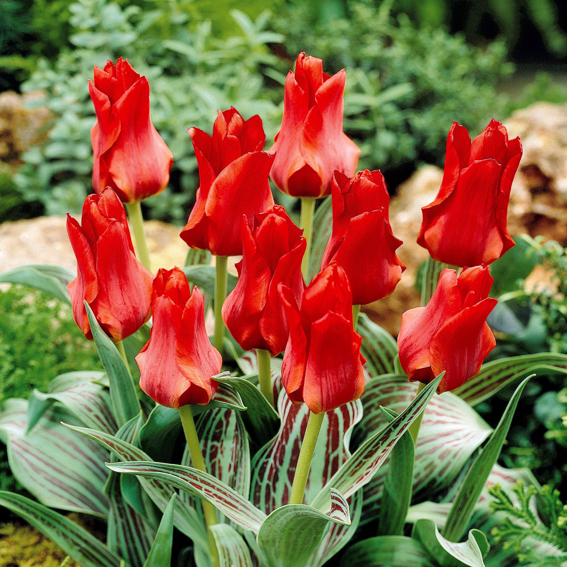 Tulipa greigii chaperon rouge - Greigii-Tulpen ‘Chaperon Rouge’ (x10) - Tulpen-Zwiebeln