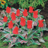 Tulpen-Zwiebeln - Greigii-Tulpen ‘Chaperon Rouge’ (x10) - Tulipa greigii chaperon rouge